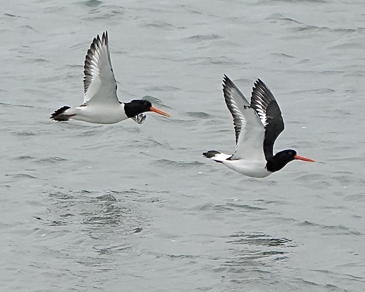 oystercatcher